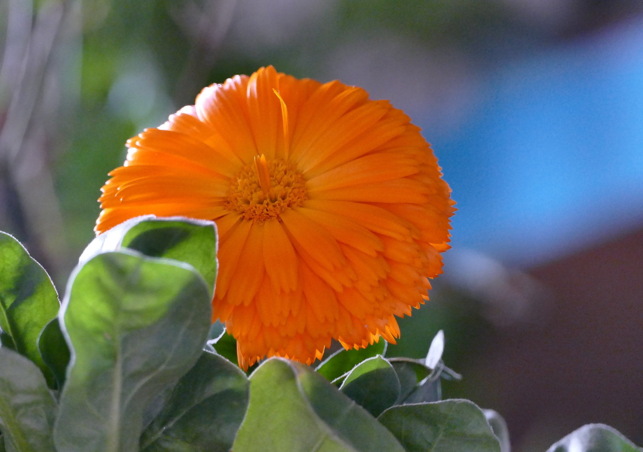 Plantes M Dicinales Les Meilleures Cultiver Dans Votre Jardin